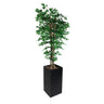 Kunstig plante "Fikentre" - 210 cm - med potte - kvadratisk potte