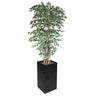 Kunstig plante "Ficus 'Starlight'" - 210 cm - med potte